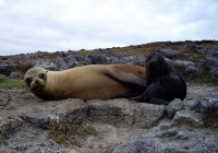 A sealion with its puppy