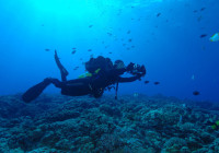 During a dive at Molokini Creter Maui