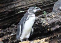 Galapagos penguin Isabela