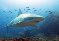 Galapagos shark Wolf Island