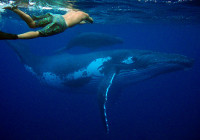 Swimming with humpback whales Rurutu Island