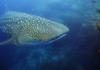 Whale shark Wolf Island